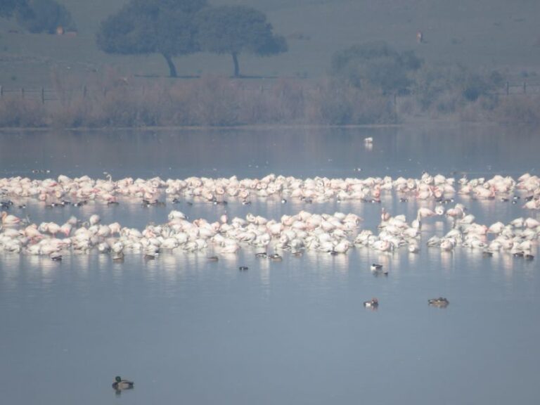 Doñana National Park: 2-Day Tour From Seville