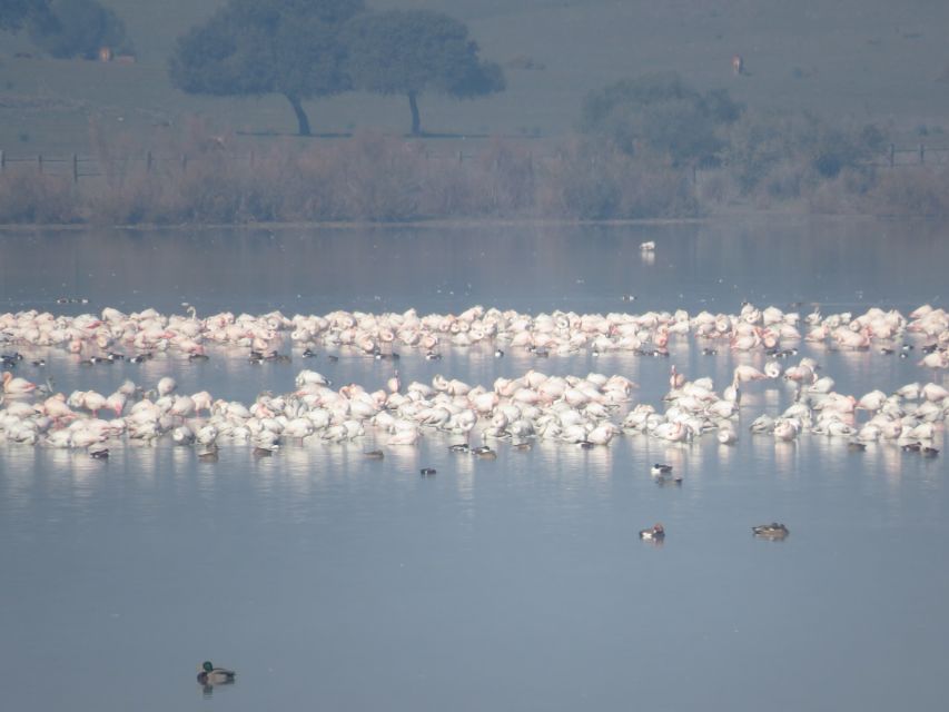 1 donana national park 2 day tour from seville Doñana National Park: 2-Day Tour From Seville
