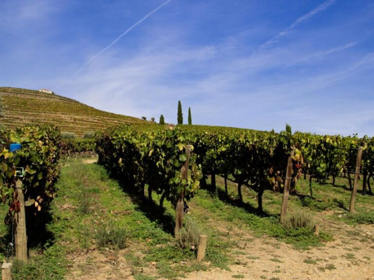 Douro Valley: Private Tour 2 Vineyards & River Cruise