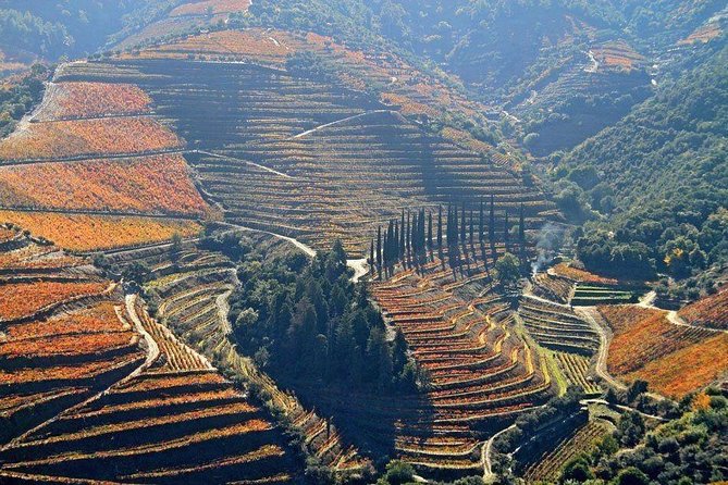Douro Winery Tour With Cruise and Lunch From Peso Da Regua