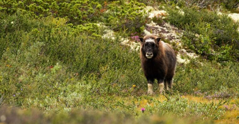 Dovrefjell National Park: Hiking Tour and Musk Ox Safari