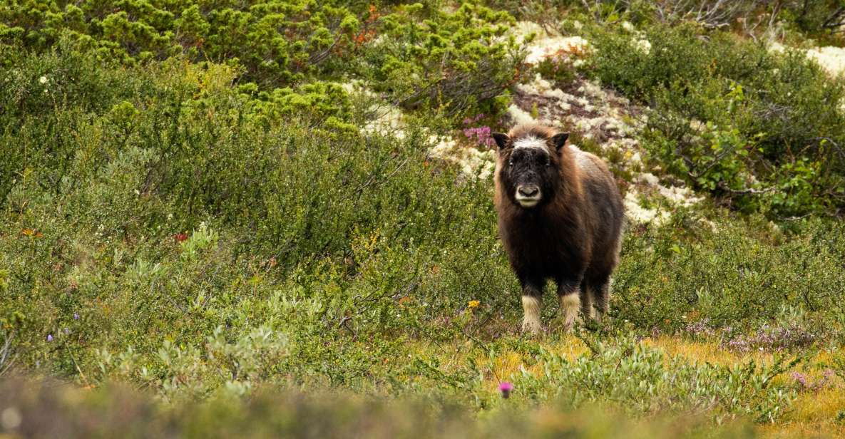 1 dovrefjell national park hiking tour and musk ox safari Dovrefjell National Park: Hiking Tour and Musk Ox Safari
