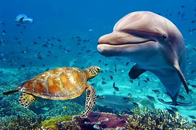 Dubai Aquarium and Underwater Zoo Combo Ticket