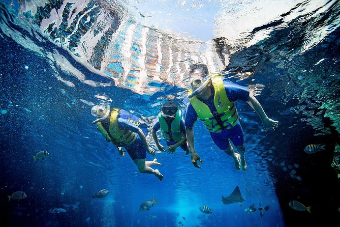 1 dubai lost chambers ultimate snorkel Dubai Lost Chambers Ultimate Snorkel Experience