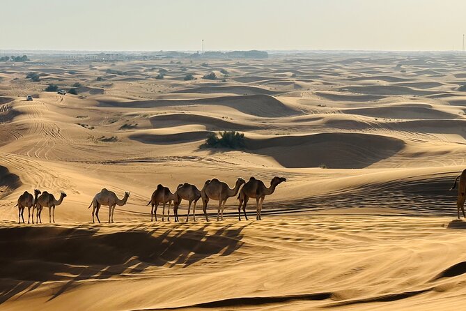 Dubai Spectacular Desert Sunrise With Dune Bashing & Camel Ride