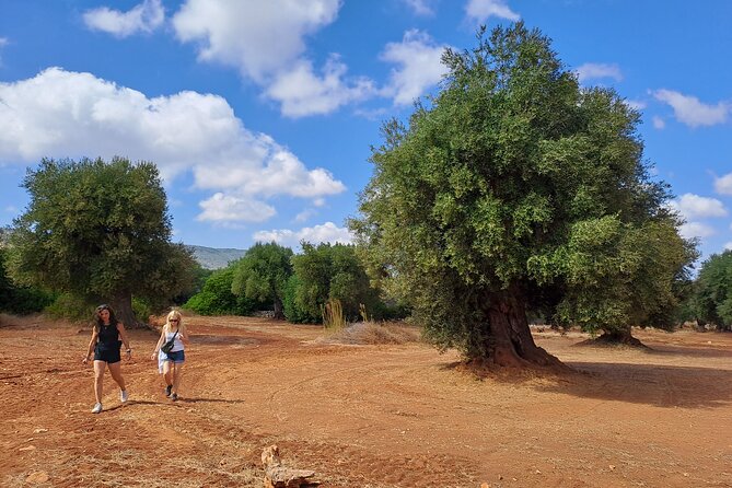 E-Bike Tour in the Plain of the Secular Olive Trees of Ostuni