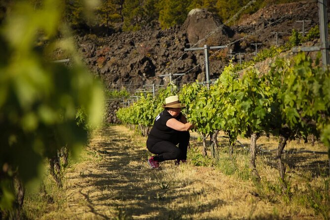 Ecological Vineyard Tour With Wine Tasting