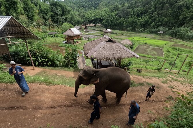 Elephant Care Program at Chiangmai Elephant Care