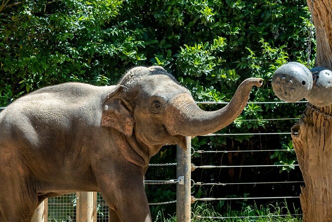 1 elephant experience at melbourne zoo Elephant Experience at Melbourne Zoo