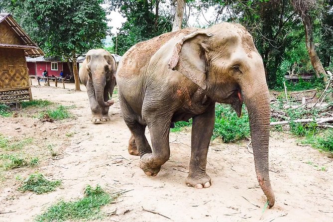 Elephant Haven Kanchanaburi With Private Transfer From Bangkok