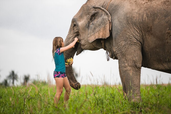 Elephant Jungle Sanctuary: Half Day Afternoon Program