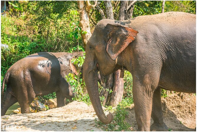1 elephant sanctuary and doi inthanon small group day trip chiang mai Elephant Sanctuary and Doi Inthanon Small-Group Day Trip - Chiang Mai