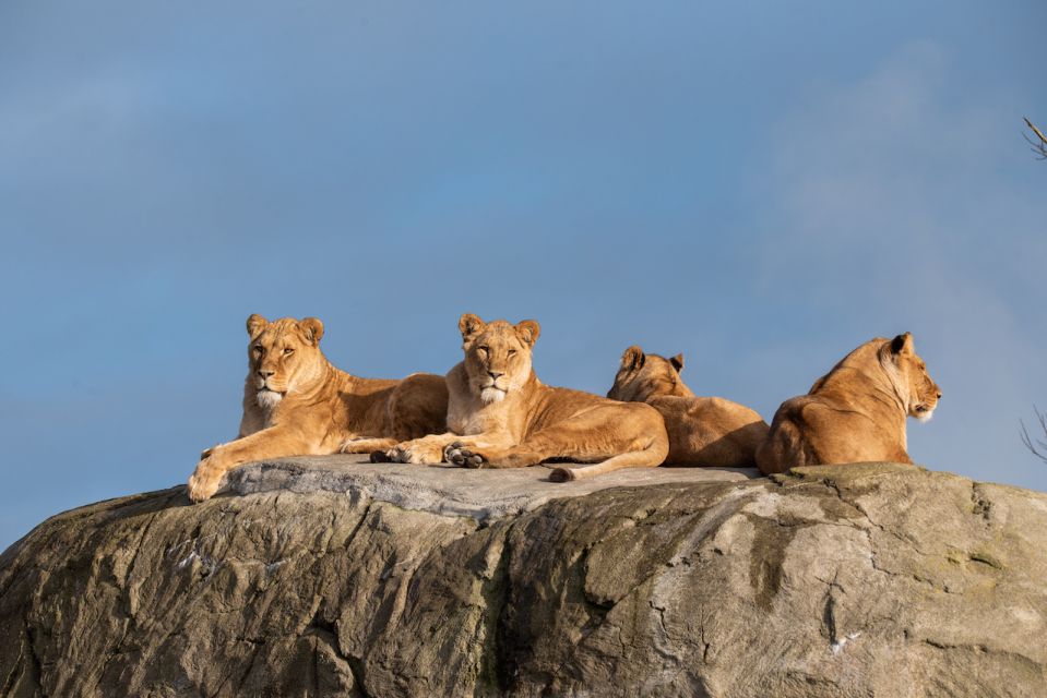 1 emmen wildlands adventure zoo and rimbula river cruise Emmen: Wildlands Adventure Zoo and Rimbula River Cruise