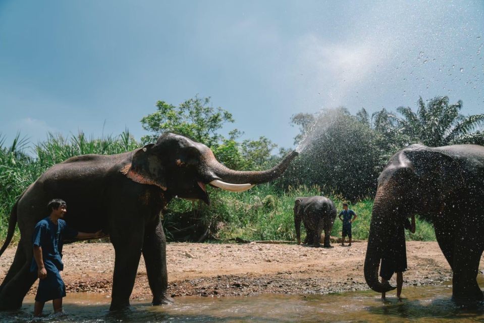 Enjoy Elephant Bathing & Herb With Elephant - Herb Application on Elephants