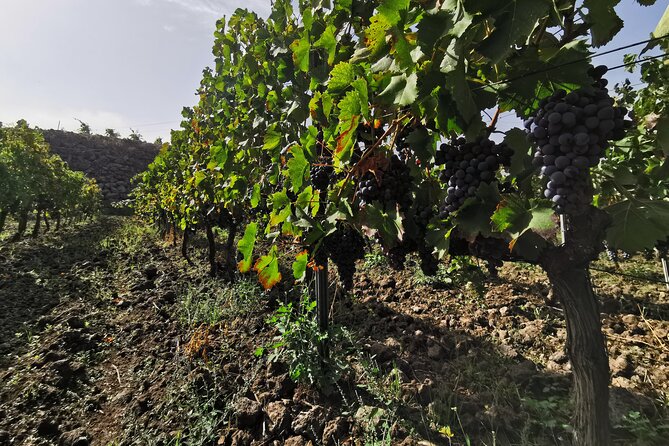 Etna Wine And Taormina From Messina