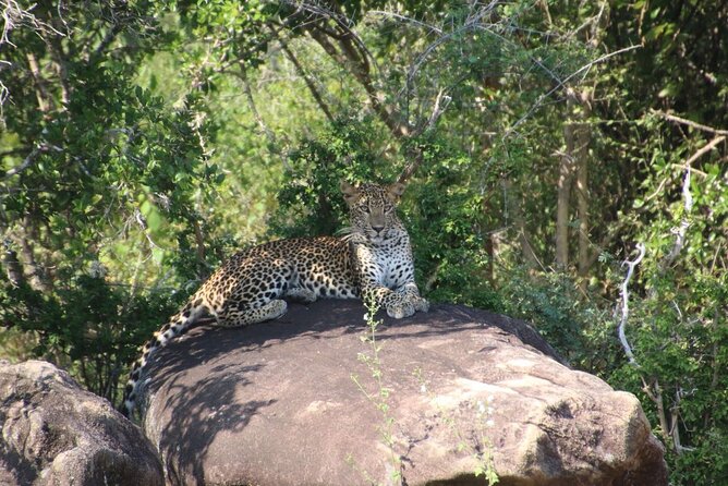 Evening Safari – Yala National Park With Janaka Safari – 02.00 Pm to 06.30 Pm
