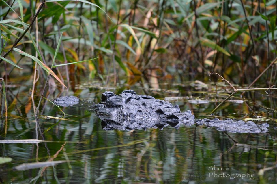 Everglades Kayak Safari Adventure Through Mangrove Tunnels