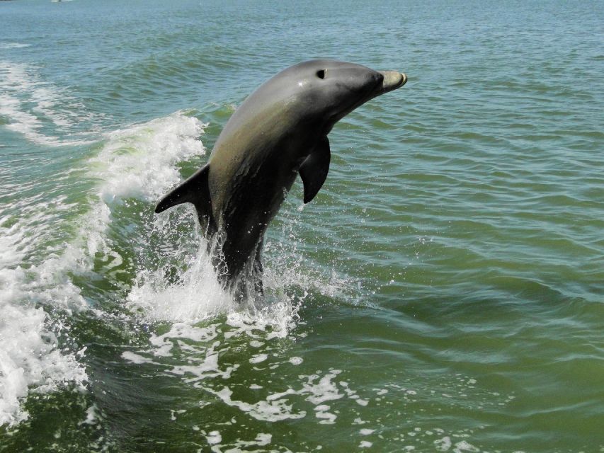 Everglades National Park: 2 Hour Dolphin & Birding Boat Tour - Tour Duration
