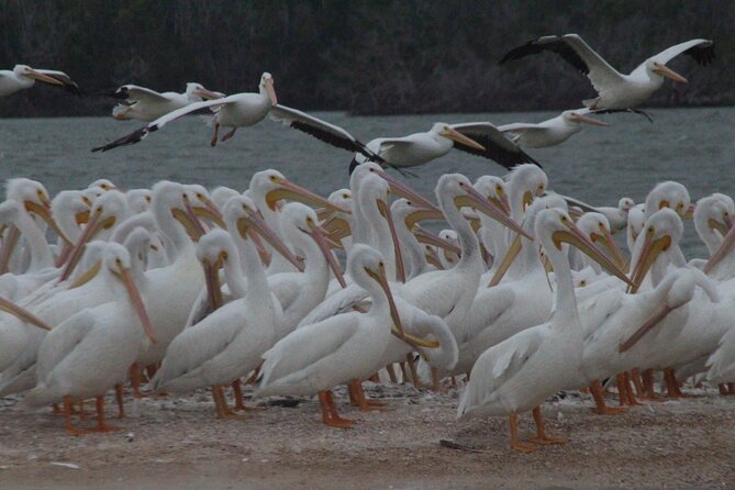 Everglades National Park Small Group Guided Boating and Walking Expedition - Inclusions