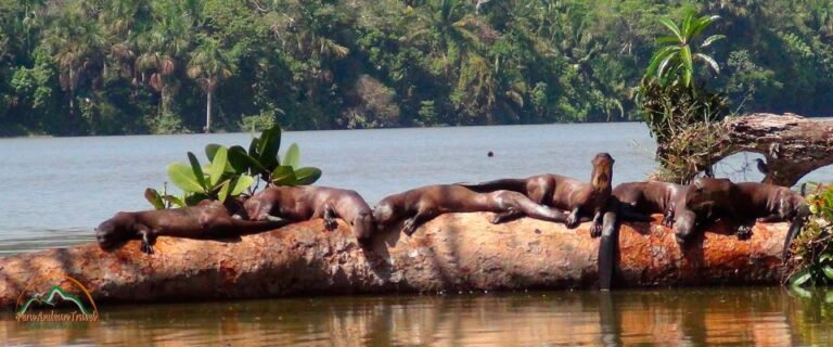 Excursion Tambopata 3 Days 2 Nights