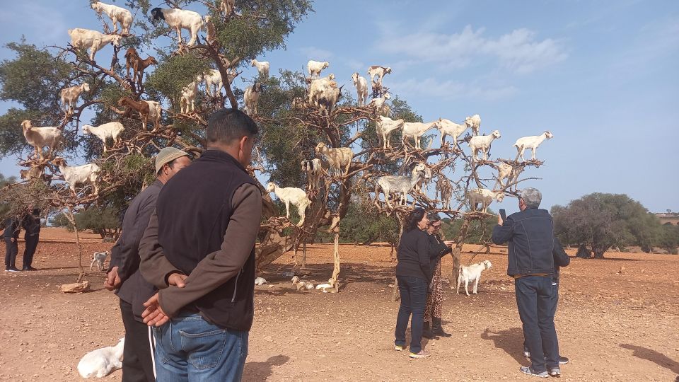 1 excursion to essaouira mogador Excursion to Essaouira Mogador