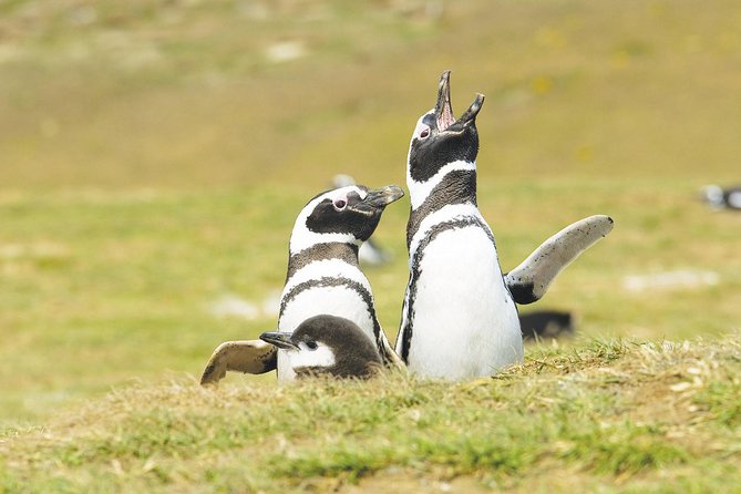 Excursion to Observe the Wildlife of Isla Magdalena and Isla Marta  – Punta Arenas