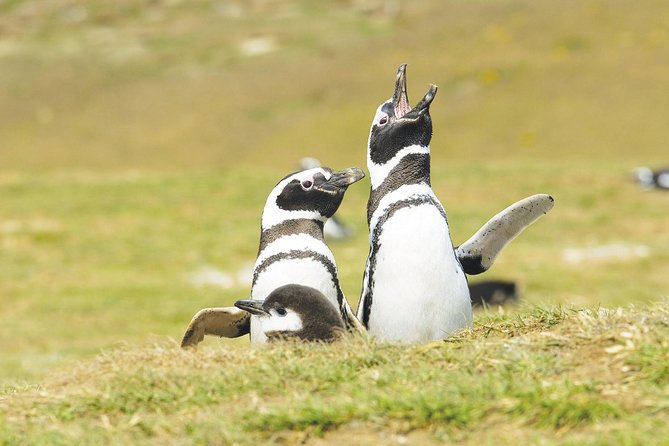 1 excursion to observe the wildlife of isla magdalena and isla marta punta arenas Excursion to Observe the Wildlife of Isla Magdalena and Isla Marta - Punta Arenas