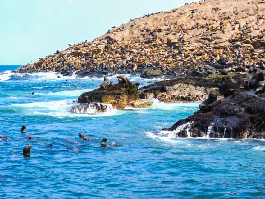 1 excursion to palomino island entrance sea lions Excursion to Palomino Island Entrance, Sea Lions