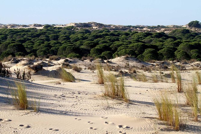Excursion to the Beaches of Huelva From Seville – Private Tour