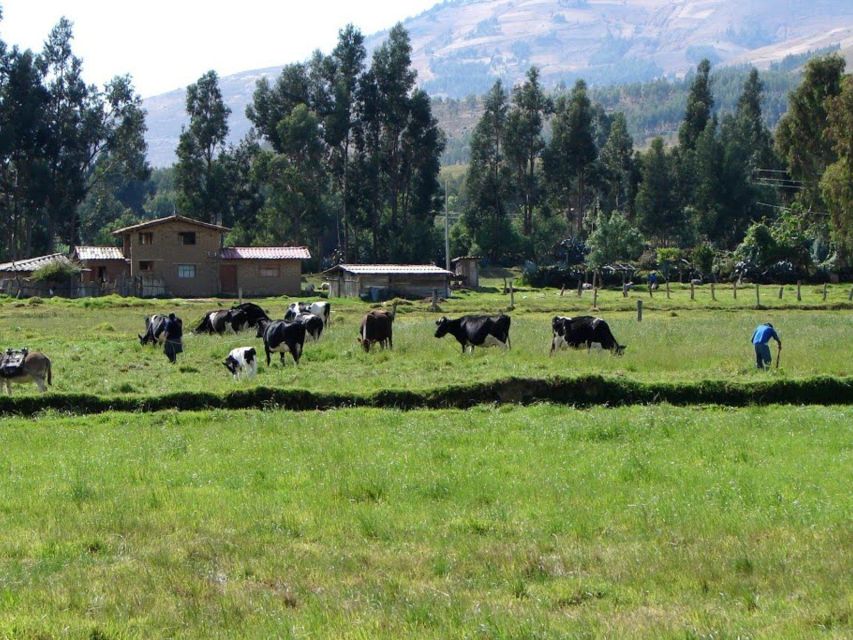 Excursion to the La Colpa Hacienda and Baños Del Inca.