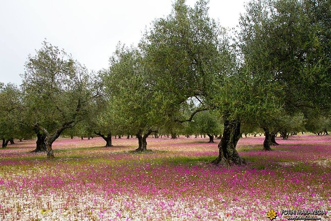 Experience Kefalonite Culture in Greece With Wine Tasting Tour