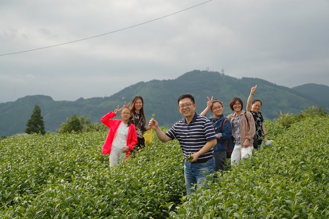 1 experience tea picking with a tea farmer and tempura lunch with picked tea leaves Experience Tea Picking With a Tea Farmer, and Tempura Lunch With Picked Tea Leaves