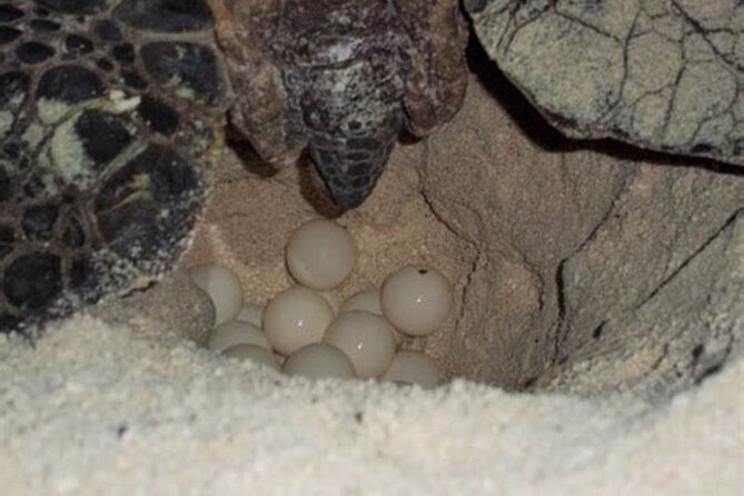 Experience With Sea Turtles in Boavista