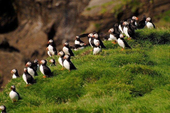 Eyjascooter Puffin Tour in Iceland