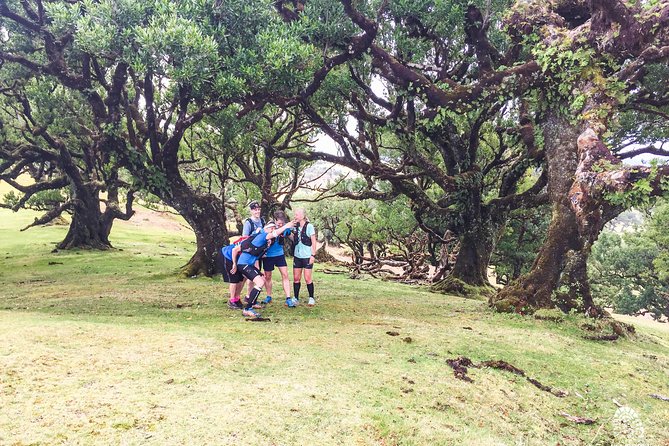 Fanal Ancient Forest Running Tour (Easy-Moderate)