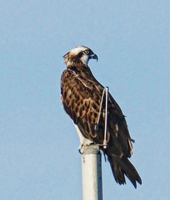 Faro: Pudim Real Boat Tour’s 6-Hour Boat Tour to Ria Formosa