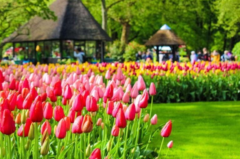 Fast Track Keukenhof Gardens From Amsterdam by Private Car
