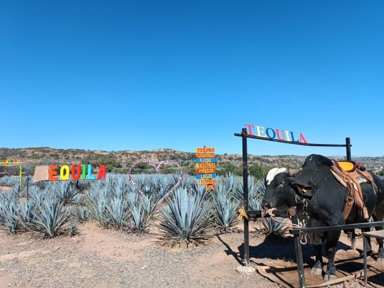 Five-Star Factory: Meet Orendain Tequila.