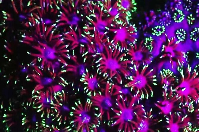 Fluorescent Snorkeling With Ultraviolet Flashlights