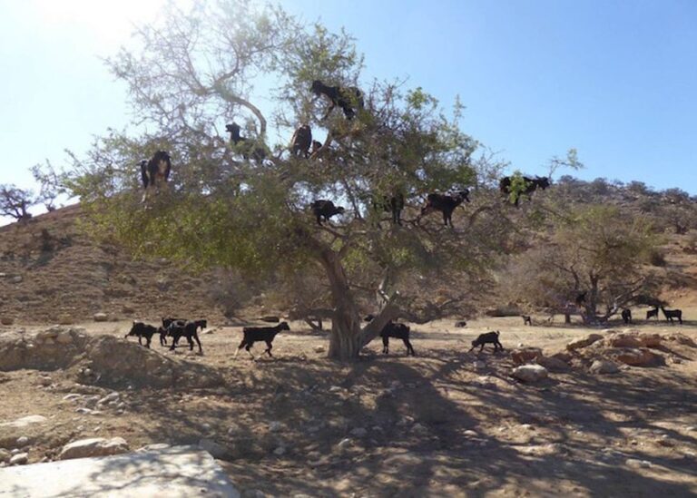 Flying Goats and Agadir Oufella View Experience