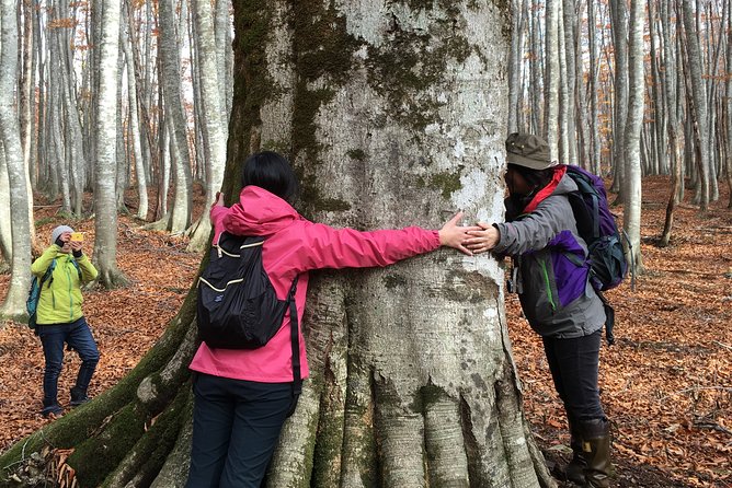 Forest Healing Around the Giant Beech and Katsura Trees