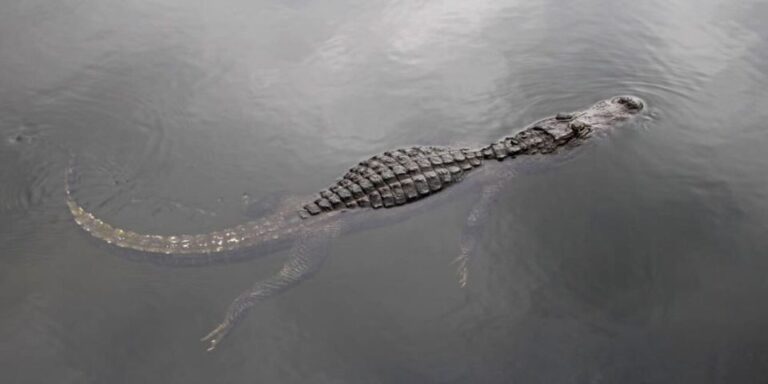 Fort Lauderdale: Everglades Express Tour With Airboat Ride