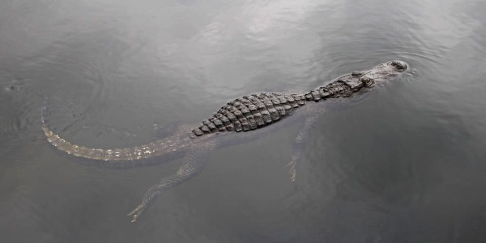 1 fort lauderdale everglades express tour with airboat ride Fort Lauderdale: Everglades Express Tour With Airboat Ride