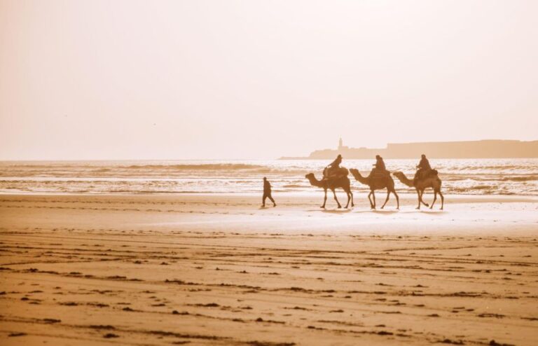 From Agadir: Camel Ride and Flamingo Trek