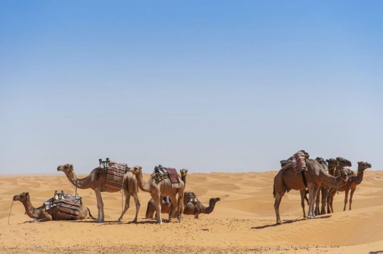 From Agadir: Camel Ride and Flamingo Trek