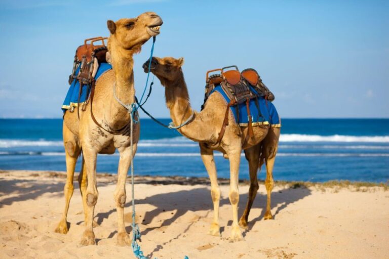 From Agadir or Taghazout: Camel Ride and Flamingo River Tour