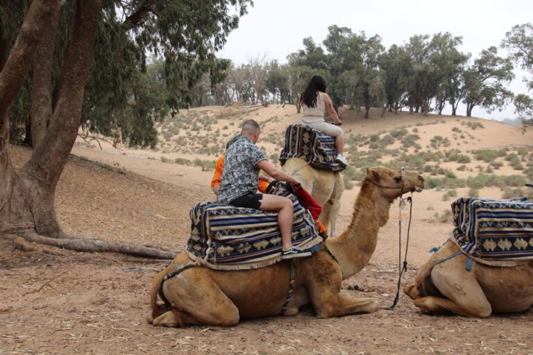 From Agadir or Taghazout: Camel Ride Tour & Flamingos Watch