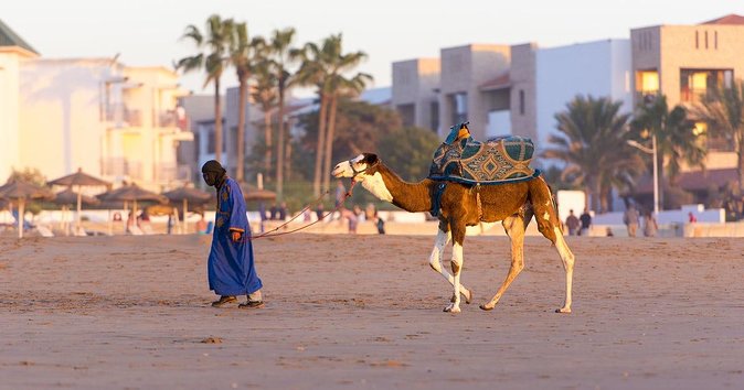 From Agadir or Taghazout or Port 2 Hours Camel Ride