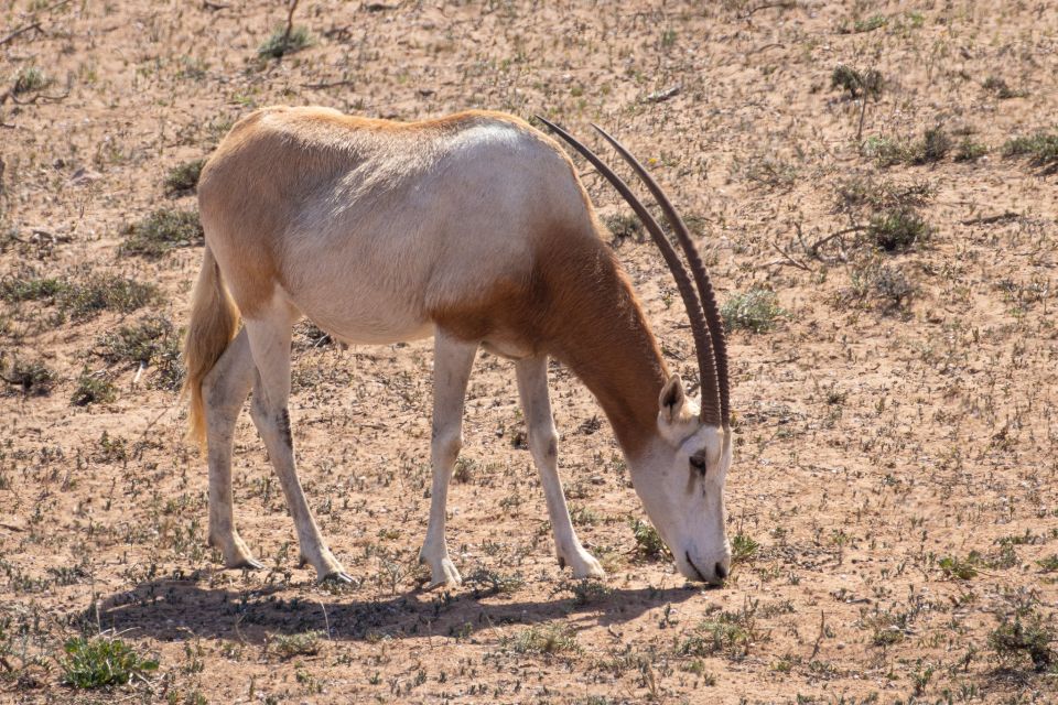 1 from agadir sous massa national park desert safari w lunch 5 From Agadir: Sous Massa National Park Desert Safari W/Lunch