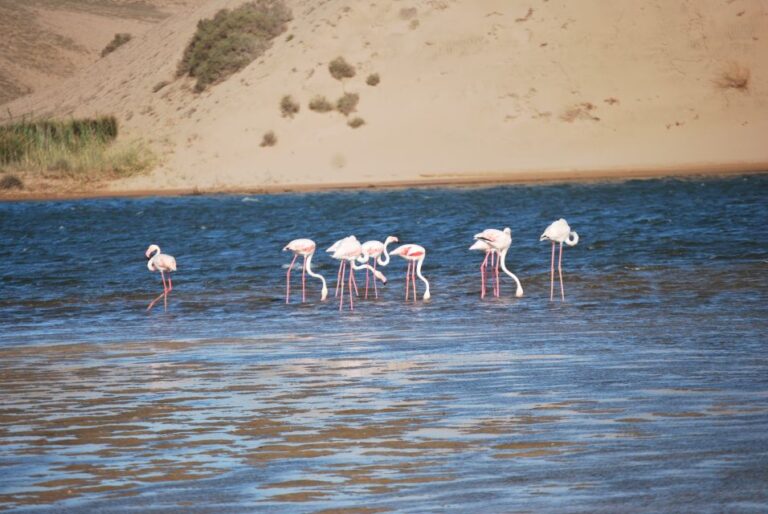 From Agadir: Souss-Massa Park Bird Watching Private Tour